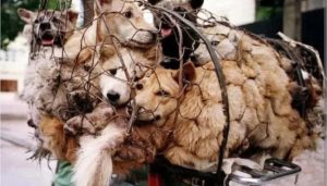 DPRD Jakarta dukung Gubernur Pramono larang perdagangan daging anjing