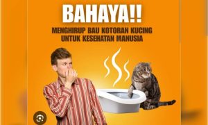 Bahayanya kotoran kucing bagi kesehatan manusia: Sebabkan radang otak